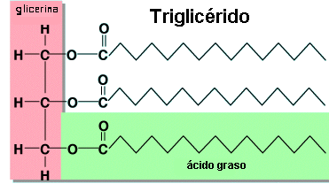 las grasas trigliceridos acidos grasos